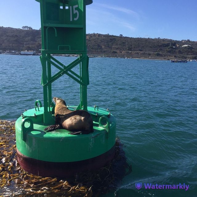 San Diego: Half-Day Marine Wildlife Tour with Lunch - The Captain + 6-Passenger Style: Personal Attention You Can Feel