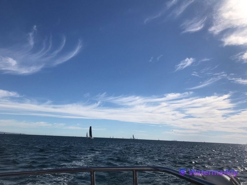San Diego: Half-Day Marine Wildlife Tour with Lunch - Price and Value: Does $196 Make Sense for 4 Hours?