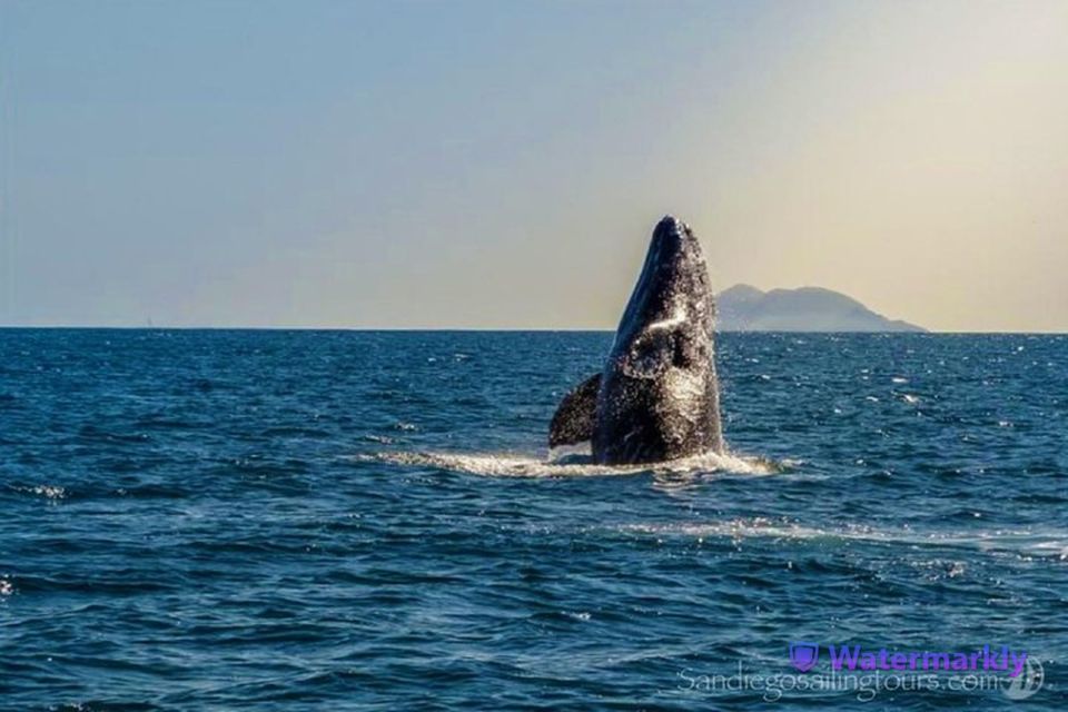 San Diego: Half-Day Marine Wildlife Tour with Lunch - Who This Half-Day Wildlife Cruise Fits Best