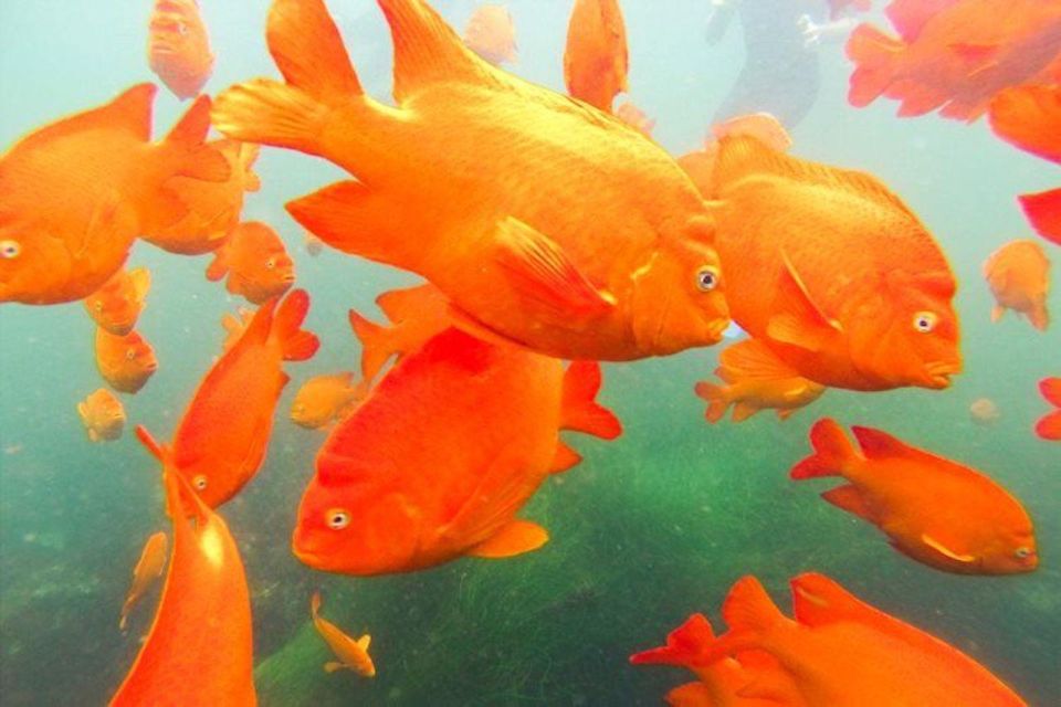 San Diego: La Jolla Cove Guided Snorkeling Tour - Key Things That Make This Tour Work