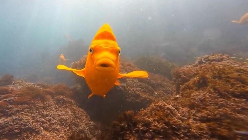 San Diego: La Jolla Cove Guided Snorkeling Tour - Why La Jolla Cove Snorkeling Feels Like a Marine Sanctuary Upgrade