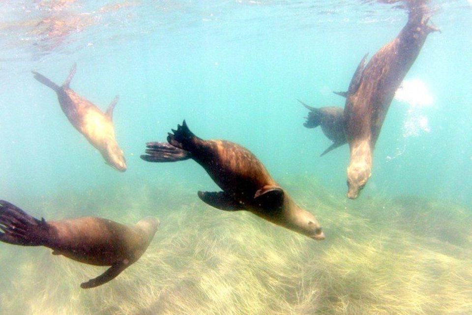 San Diego: La Jolla Cove Guided Snorkeling Tour - Your 90-Minute Route: La Jolla Cove → Emerald Cove → Ancient Sea Caves