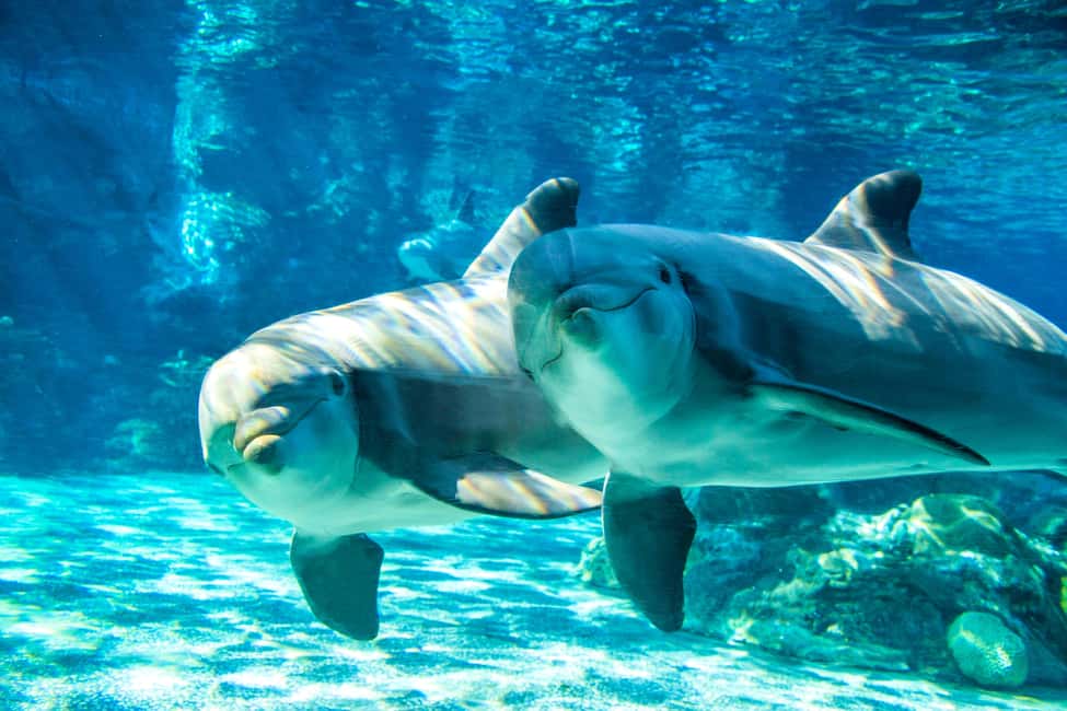 San Diego Pass: Save up to 50% - Includes LEGOLAND - Zoo, SeaWorld, and Safari Park: how to mix the animal days