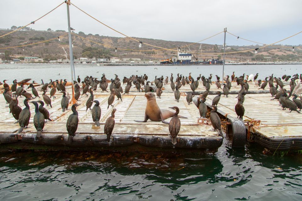 San Diego: SEAL City Tour by Amphibious Bus - The 100-minute flow: what happens when
