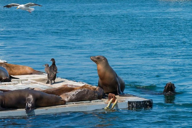 San Diego Seal Tour - Splashdown Time: Ski Beach, Quivira Basin, and Sea Lion Zones
