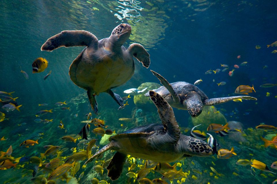 San Diego: SeaWorld Skip-the-Line Park Admission Ticket - Who this SeaWorld admission ticket is best for