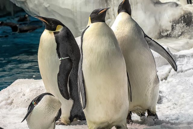 San Diego: SeaWorld Skip-the-Line Park Admission Ticket - Rides that actually matter: Electric Eel, Manta, and kid favorites