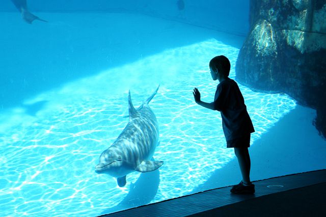 San Diego: SeaWorld Skip-the-Line Park Admission Ticket - Price and value: $85 admission plus the real trade-offs