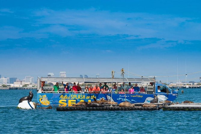 San Diego Shore Excursion: San Diego Seal Tour - The crew experience: narration, jokes, and a captain who drives the moment