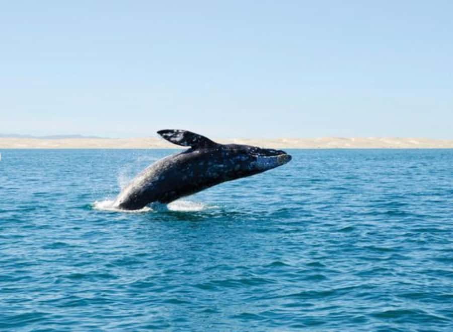 San Diego: Whale and Dolphin Watching Cruise - San Diego’s whale season calendar: gray in winter, blue in summer