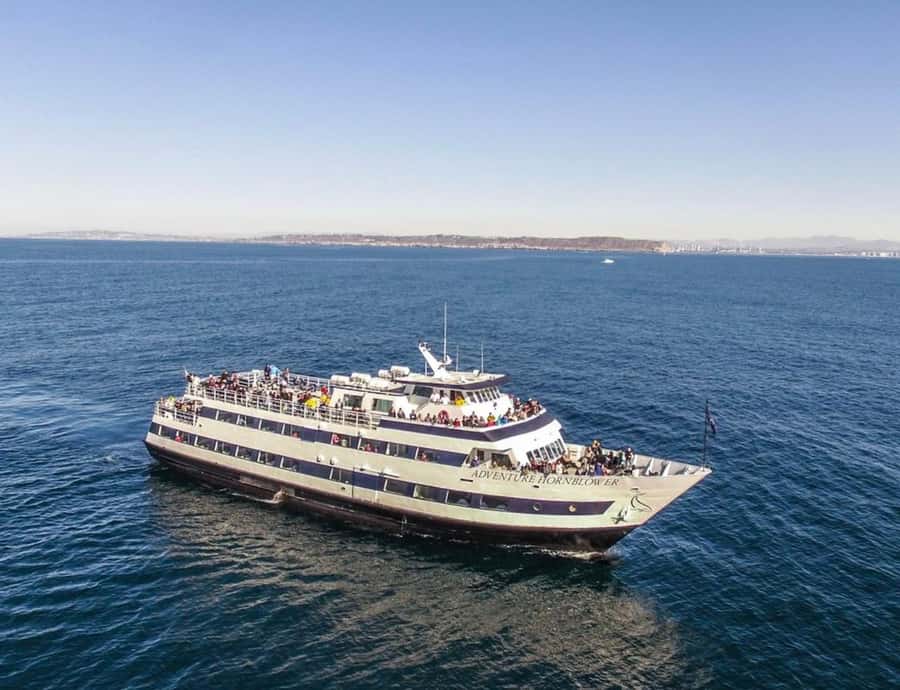 San Diego: Whale and Dolphin Watching Cruise - Cruising time: what you’re actually doing during the 3.5–4 hours