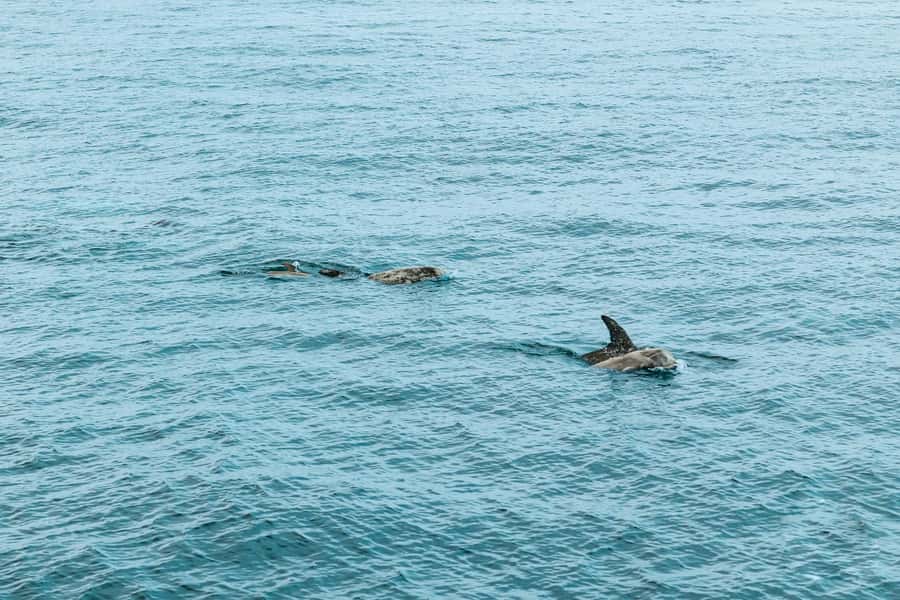 San Diego: Whale and Dolphin Watching Cruise - Whale-or-dolphin guarantee: why it changes how you plan