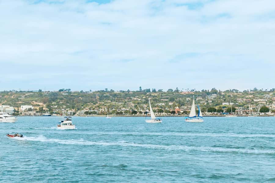 San Diego: Whale and Dolphin Watching Cruise - Wildlife beyond whales: dolphins, sea lions, seals, sunfish, and birds