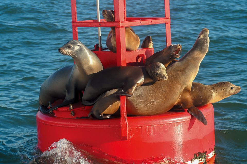 San Diego: Whale and Dolphin Watching Cruise - Value check: is $77 per person actually a good deal?