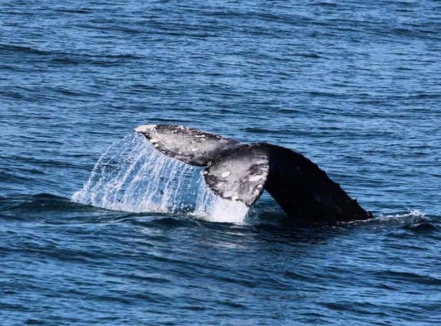 San Diego: Whale and Dolphin Watching Cruise - Pier 2 check-in and what happens in your first 30 minutes