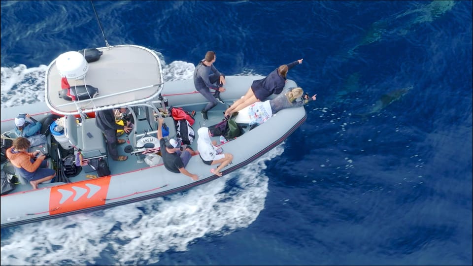 San Diego: Whale and Dolphin Watching Speedboat Tour - Who should book this speedboat tour (and who should skip it)