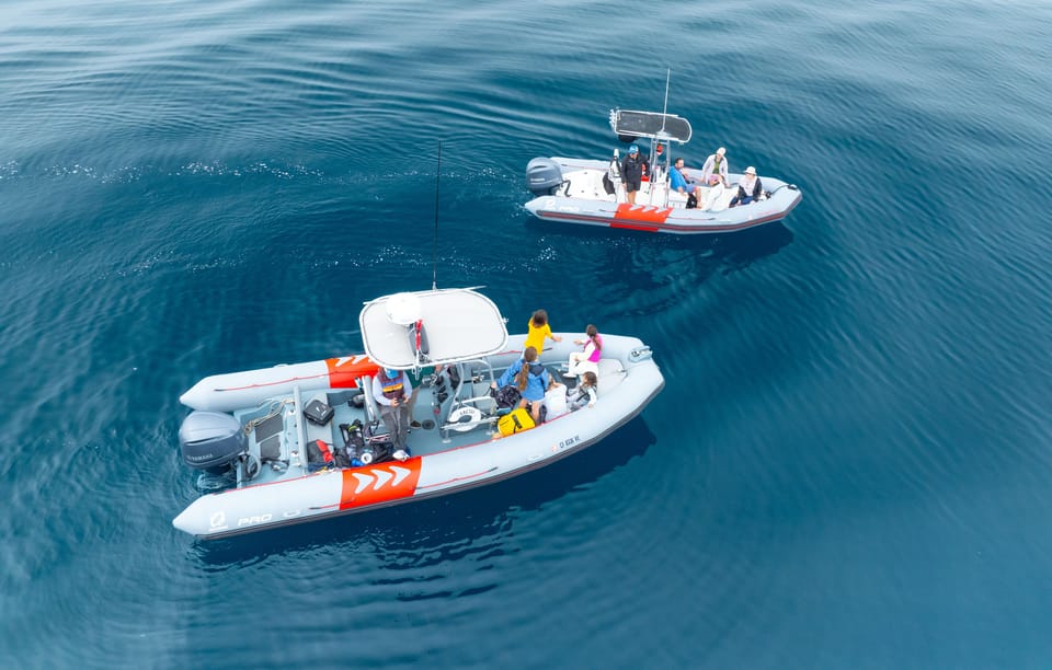 San Diego: Whale and Dolphin Watching Speedboat Tour - Why a small Zodiac RIB beats a big whale bus in San Diego