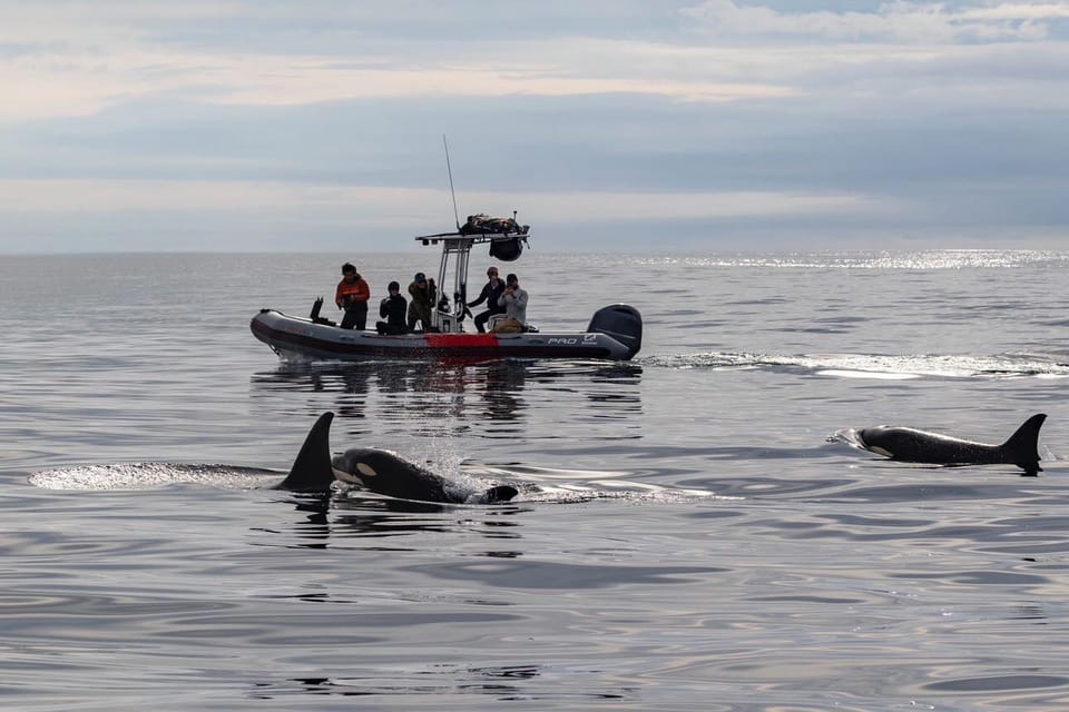 San Diego: Whale and Dolphin Watching Speedboat Tour - 3 hours on the water: how the cruise usually unfolds