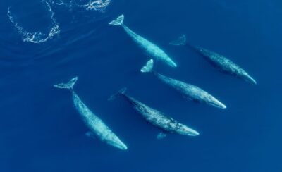 San Diego: Whale and Dolphin Watching Speedboat Tour - Seaforth Marina meeting: get there early and find the pine tree