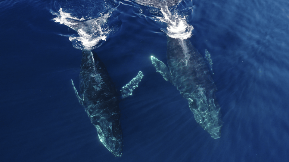 San Diego: Whale and Dolphin Watching Speedboat Tour - Seasonal whale odds: gray, blue, and humpback timing