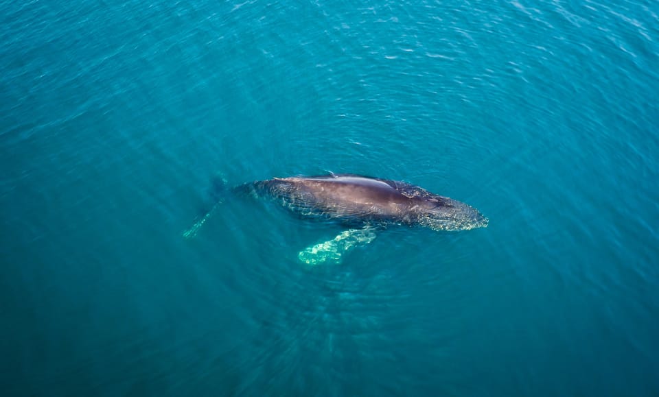 San Diego: Whale and Dolphin Watching Speedboat Tour - Dolphins year-round: what makes this tour feel special