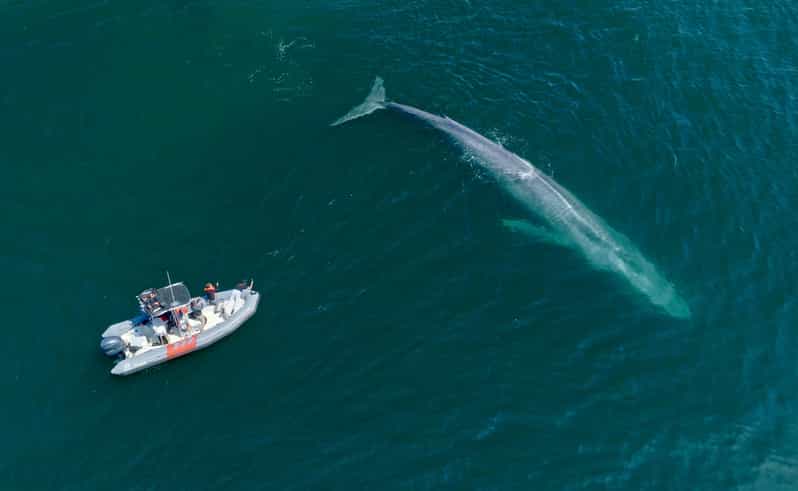 San Diego: Whale and Dolphin Watching Speedboat Tour - Crew and science talk: what the marine experts add