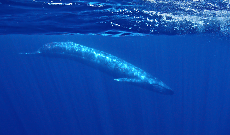 San Diego: Whale and Dolphin Watching Speedboat Tour - Price and value: is $188 per person a fair deal?