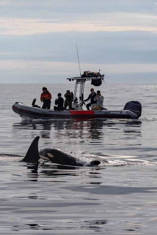 San Diego: Whale and Dolphin Watching Speedboat Tour - What to bring (and how to stay comfortable in Pacific wind)
