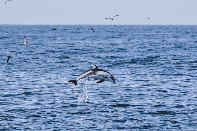 San Diego Whale/Dolphin Watching Cruise Aboard Luxury Vessel - Stop 1 in San Diego: what happens during your 3.5 hours