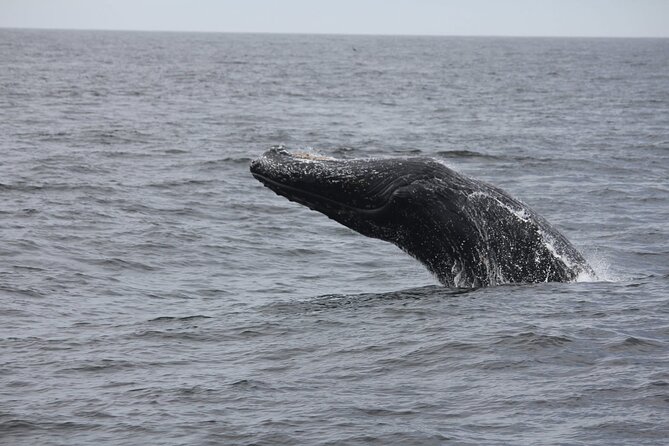 San Diego Whale/Dolphin Watching Cruise Aboard Luxury Vessel - Species chances: what you can realistically hope to see