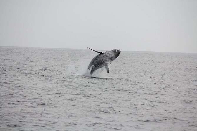 San Diego Whale/Dolphin Watching Cruise Aboard Luxury Vessel - Who this cruise is best for