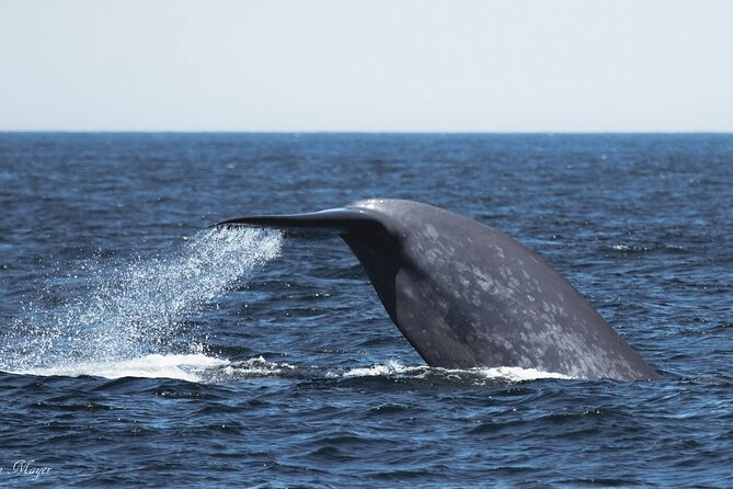 San Diego Whale/Dolphin Watching Cruise Aboard Luxury Vessel - The core experience: a narrated whale-and-dolphin search off Southern California