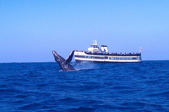 San Diego Whale Watching Cruise - Key highlights worth your attention