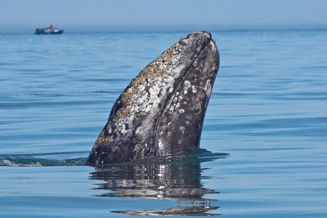 San Diego Whale Watching Cruise - Why the America schooner is the real draw for San Diego whale watching