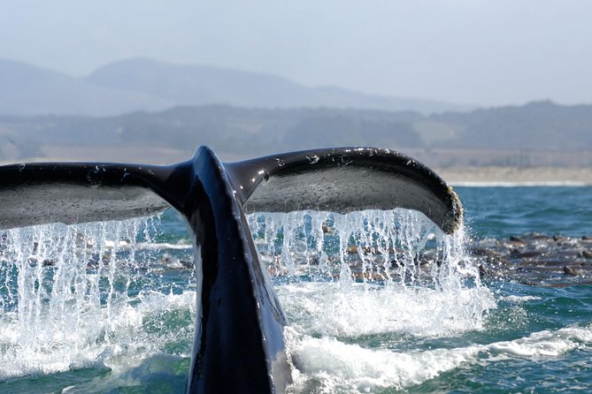 San Diego Whale Watching Cruise - Getting there smoothly: Shelter Island check-in and the hard stop time