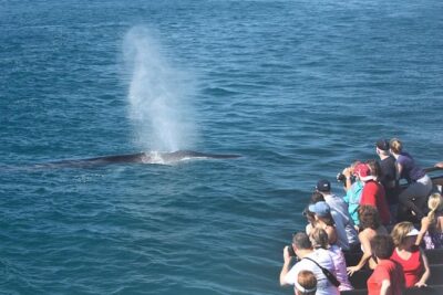 San Diego: Whale Watching Cruise - The marine biologist narration: what you gain besides sightseeing