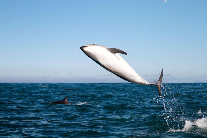 San Diego Whale Watching Cruise - How the guide helps you spot gray whales and dolphins (and stay focused)