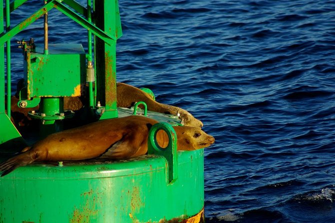 San Diego Whale Watching Cruise - Whale sighting guarantee and free rebook: what you should expect if whales don’t show