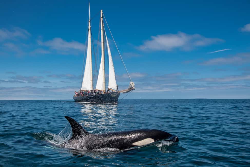 San Diego: Whale Watching Cruise on the Yacht America - Yacht America’s Low Decks: Why You’ll Find More Than Just “Waves”