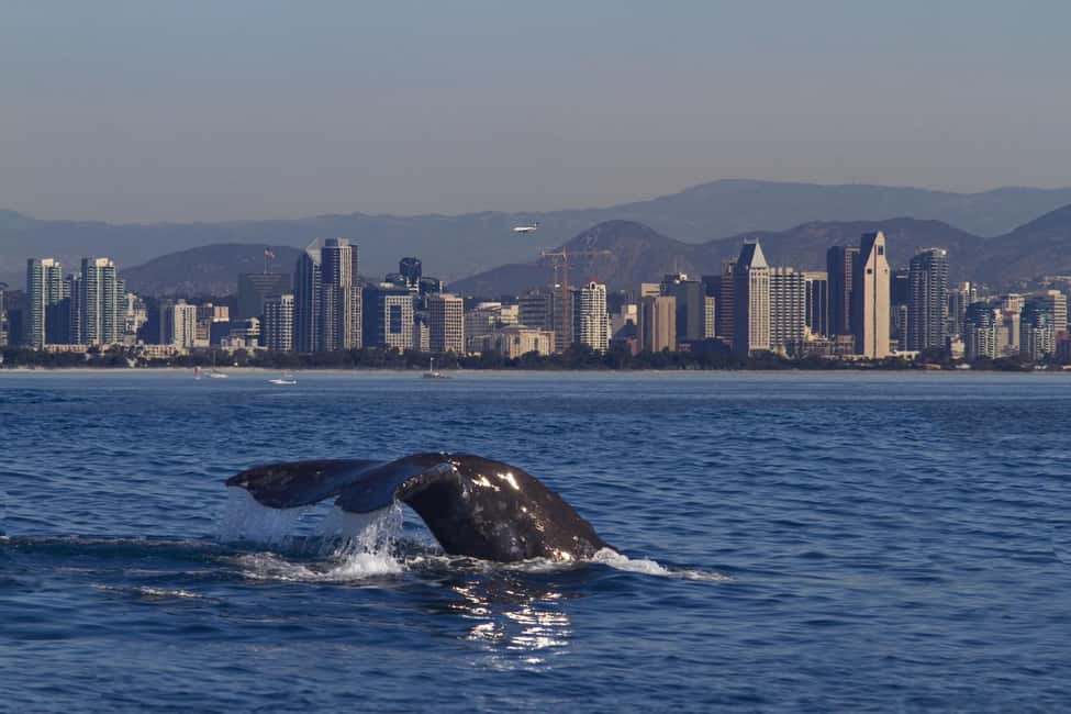 San Diego: Whale Watching Cruise on the Yacht America - Value for $95: You’re Paying for Time, Comfort, and Skill