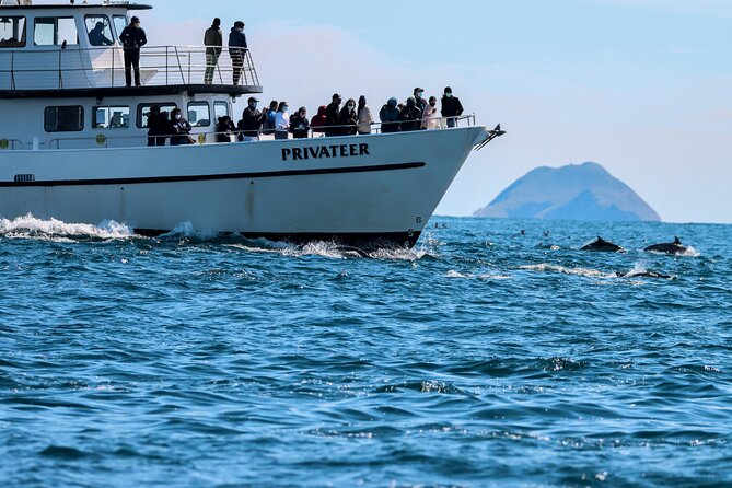 San Diego Whale Watching & Dolphin Cruise - Mission Bay to Open Pacific: the vibe in 2–3 hours