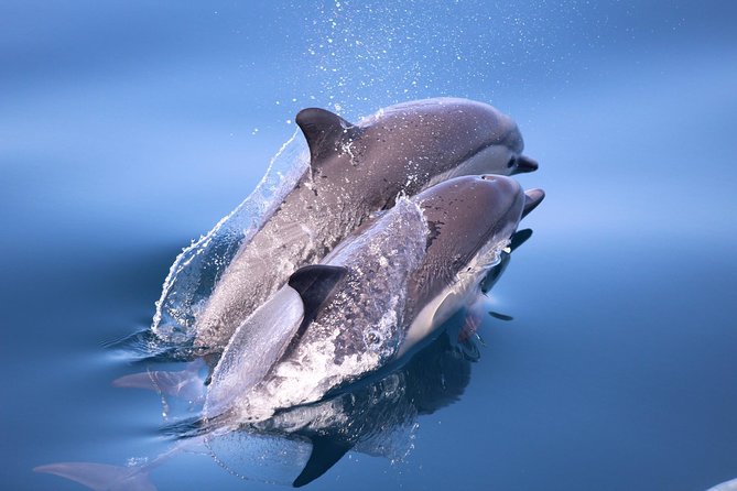 San Diego Whale Watching & Dolphin Cruise - The shoreline drive-by: Ocean Beach, Dog Beach, and Belmont Park views
