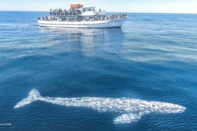 San Diego Whale Watching & Dolphin Cruise - Sunset Cliffs pass-by: getting a feel for the coast from the water