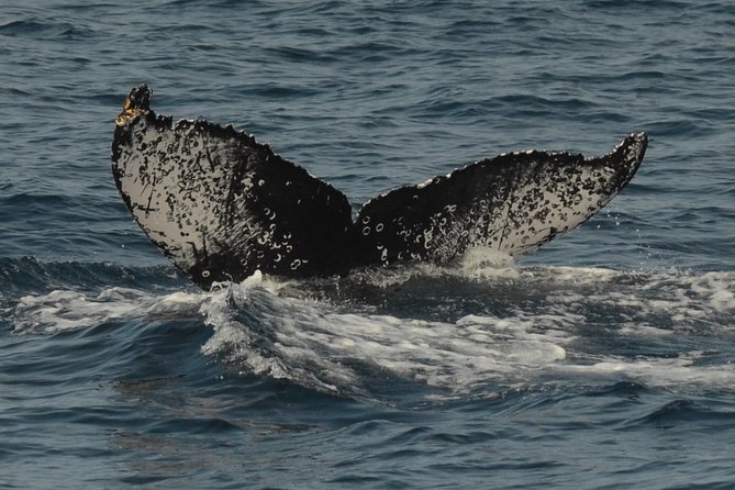San Diego Whale Watching & Dolphin Cruise - Comfort on the open water: layers, binoculars, and what’s included