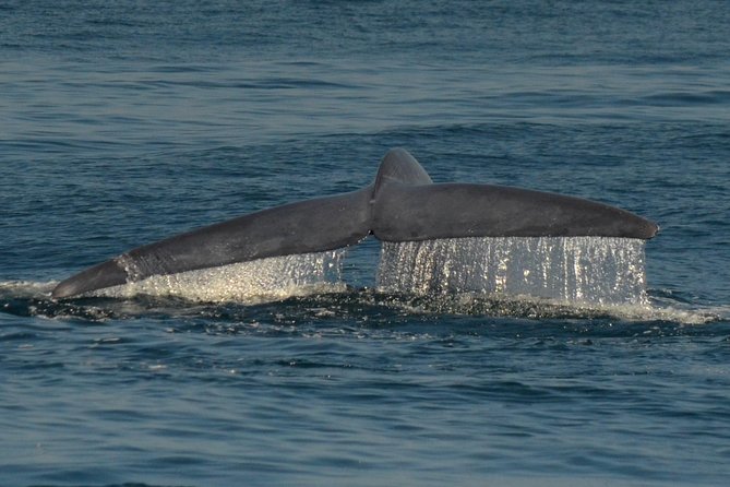 San Diego Whale Watching & Dolphin Cruise - Itinerary flow, stop by stop: what each segment accomplishes
