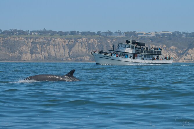 San Diego Whale Watching & Dolphin Cruise - Price and value: why $71 can work (or not)