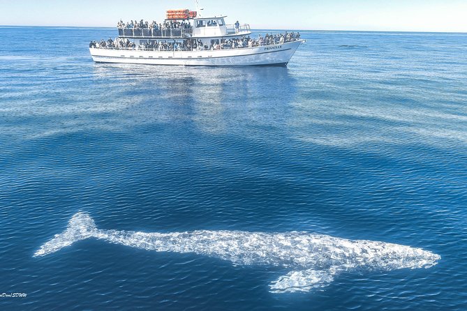 San Diego Whale Watching & Dolphin Cruise - Sunset Cliffs pass-by: getting a feel for the coast from the water
