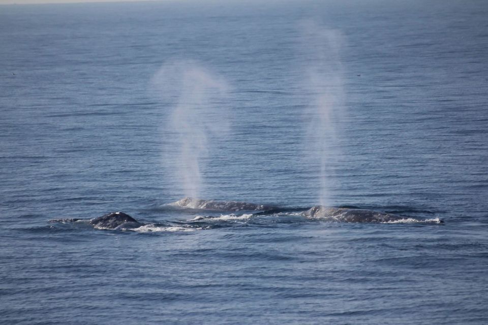 San Diego: Whale Watching Tour - Flagship Cruises & Events - Key Things That Make This Whale Watch Worth Your Time