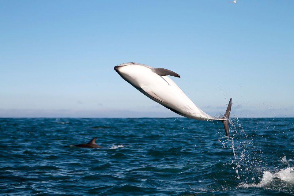 San Diego: Whale Watching Tour - Flagship Cruises & Events - Boarding at Flagship: Getting Set Up for a 3.5-Hour Ocean Adventure