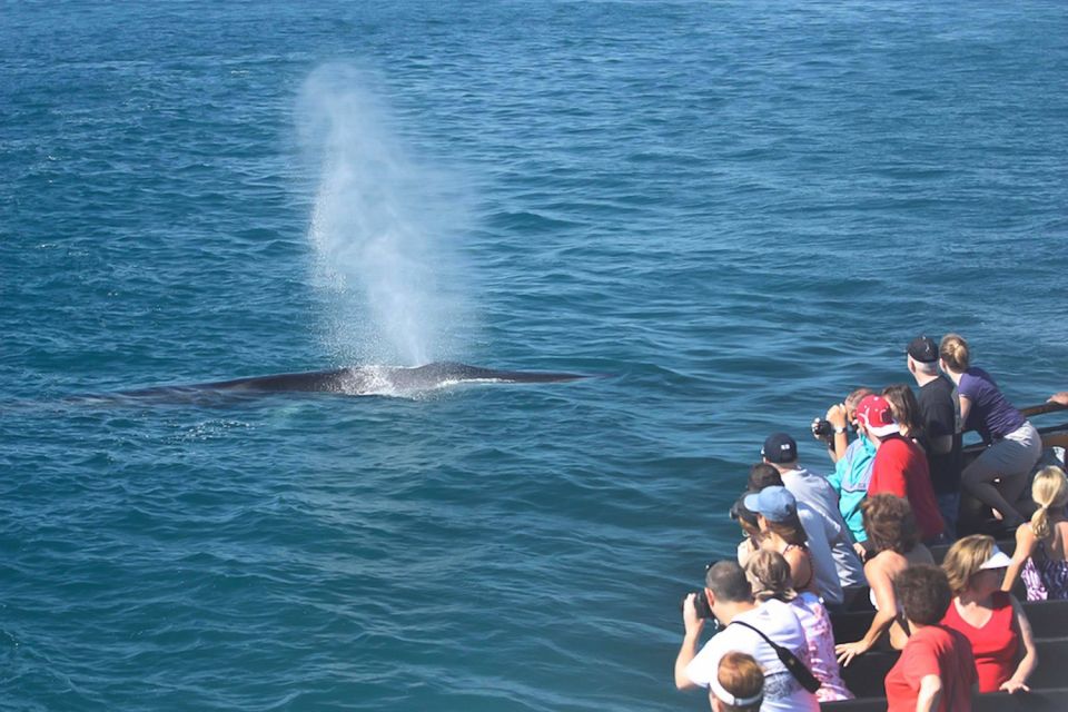 San Diego: Whale Watching Tour - Flagship Cruises & Events - Whale Distances and Migration Timing: Why “Where They Are” Changes